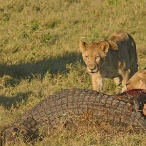 Lionesses kill Crocodile