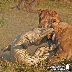 Lionesses kill Crocodile