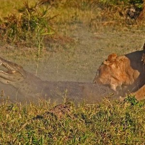 Lionesses kill Crocodile