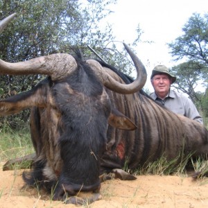 Hunting Blue Wildebeest