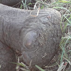 Elephant Foot Caprivi Namibia