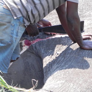 Elephant Being Slaughtered Caprivi Namibia