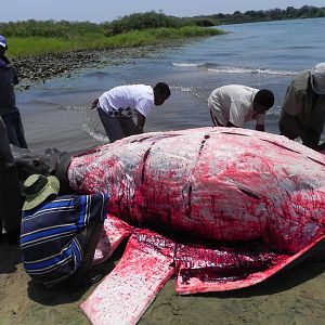 Hippo Slaughtering