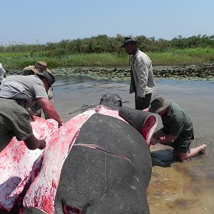 Hippo Slaughtering