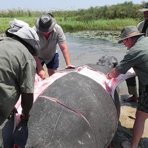 Hippo Slaughtering