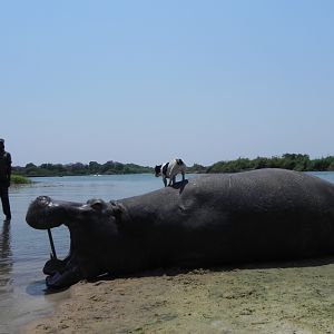 Bringing Hippo on Riverbank Caprivi Namibia