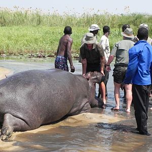 Bringing Hippo on Riverbank Caprivi Namibia