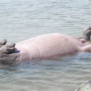 Bringing Hippo on Riverbank Caprivi Namibia