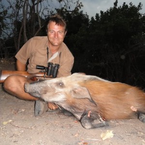 Hunting Bushpig