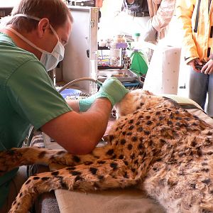 Cheetah at the Cheetah Conservation Fund in Namibia