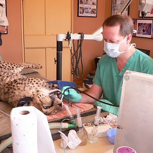 Cheetah at the Cheetah Conservation Fund in Namibia