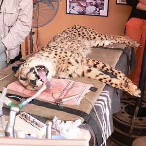 Cheetah at the Cheetah Conservation Fund in Namibia