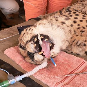 Cheetah at the Cheetah Conservation Fund in Namibia