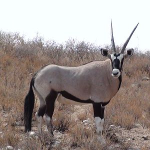 Gemsbok Namibia