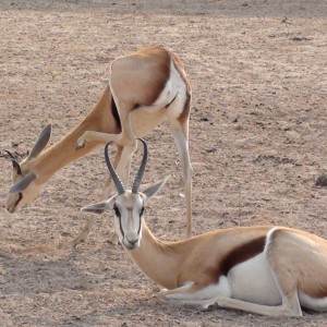 Springbok Namibia