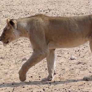 Lion Namibia