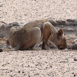 Lion Namibia