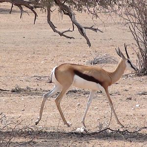 Springbok Namibia