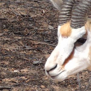 Springbok Namibia