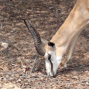 Springbok Namibia