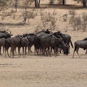 Blue Wildebeest Namibia