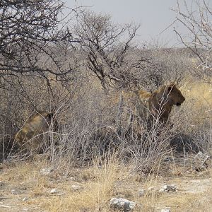 Lion Namibia