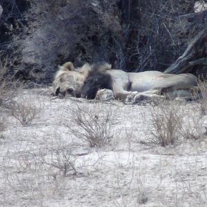 Lion Etosha Namibia