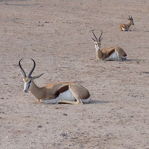 Lion Namibia