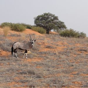 Gemsbok Namibia