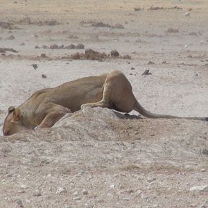 Lion Namibia