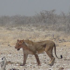 Lion Namibia