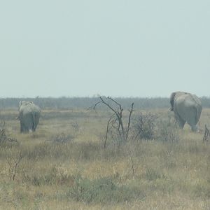 Elephant Etosha Namibia