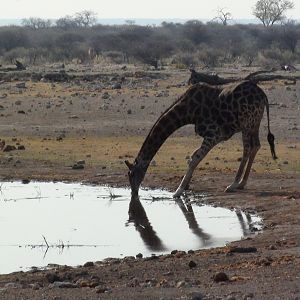 Giraffe Etosha Namibia