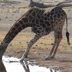 Giraffe Etosha Namibia