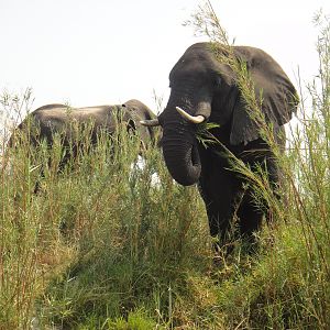 Elephant Caprivi Namibia