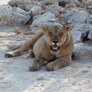 Lion Etosha Namibia