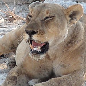 Lion Etosha Namibia