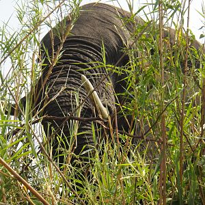 Elephant Caprivi Namibia