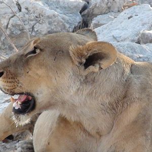 Lion Etosha Namibia