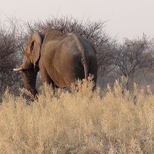 Elephant Etosha Namibia