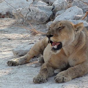 Lion Etosha Namibia