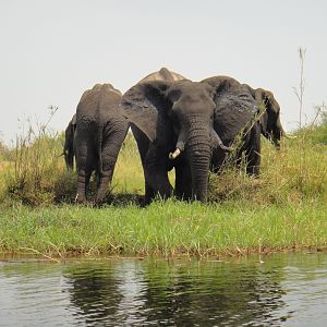 Elephant Caprivi Namibia