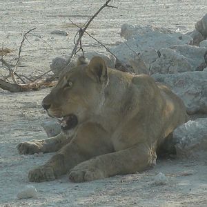 Lion Etosha Namibia