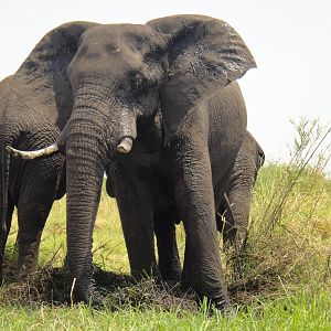 Elephant Caprivi Namibia