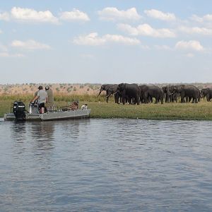 Elephant Caprivi Namibia