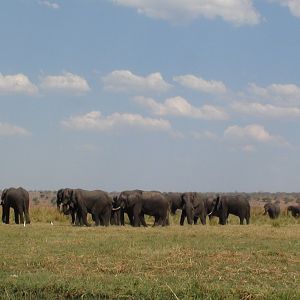 Elephant Caprivi Namibia