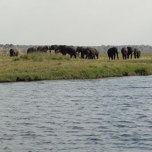 Elephant Caprivi Namibia