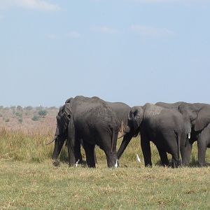 Elephant Caprivi Namibia