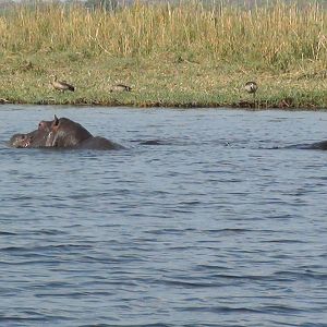 Hippo Caprivi Namibia