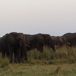 Elephant Caprivi Namibia